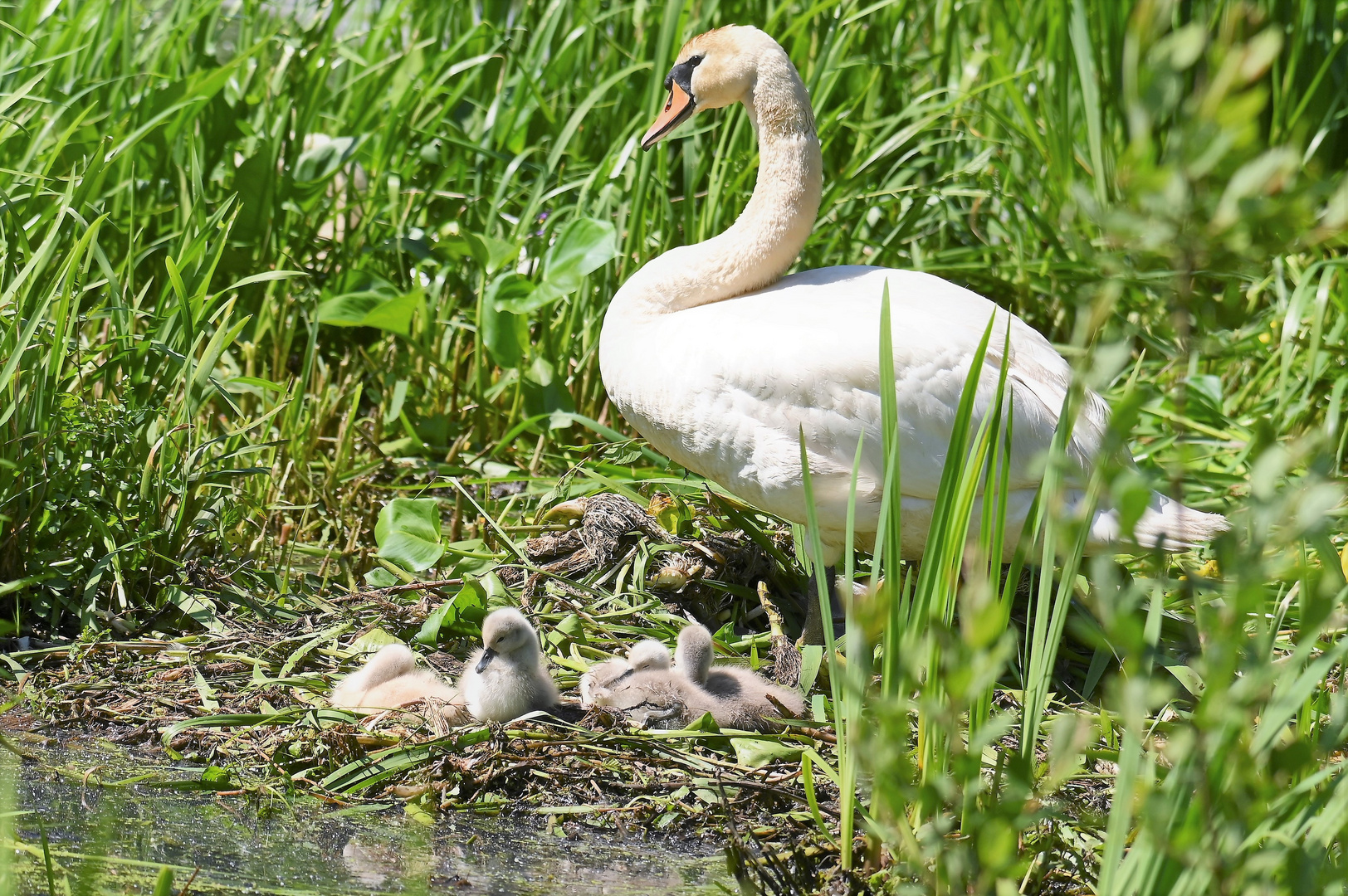 Mama passt auf