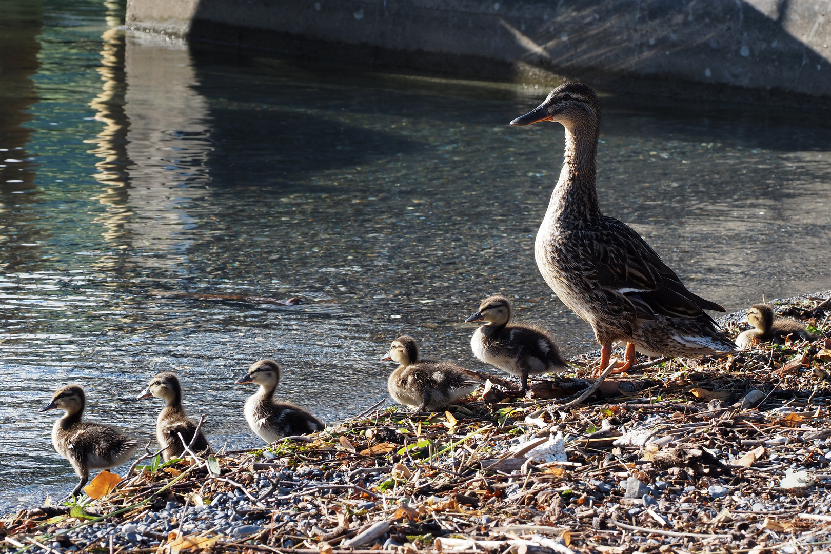 mama passt auf