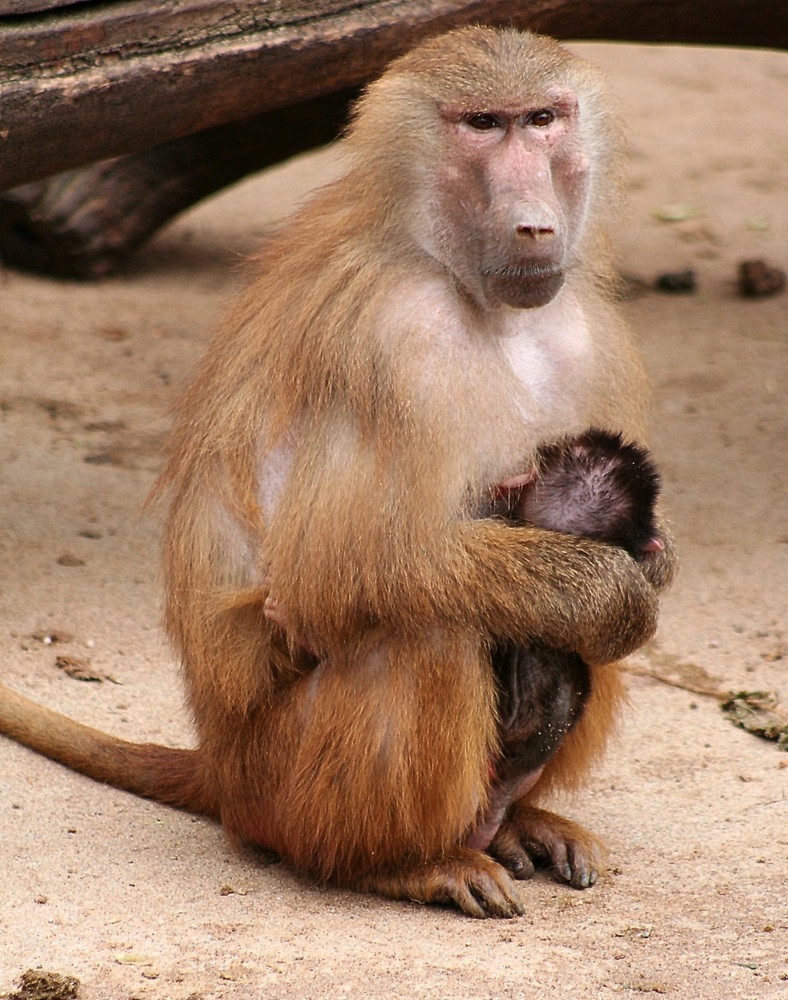 mama passt auf