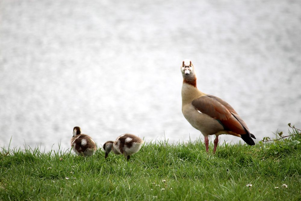 Mama passt auf, wie ein Schießhund 