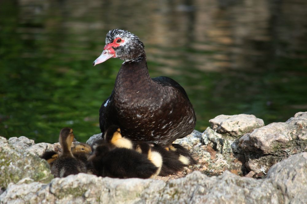 mama pato arropada