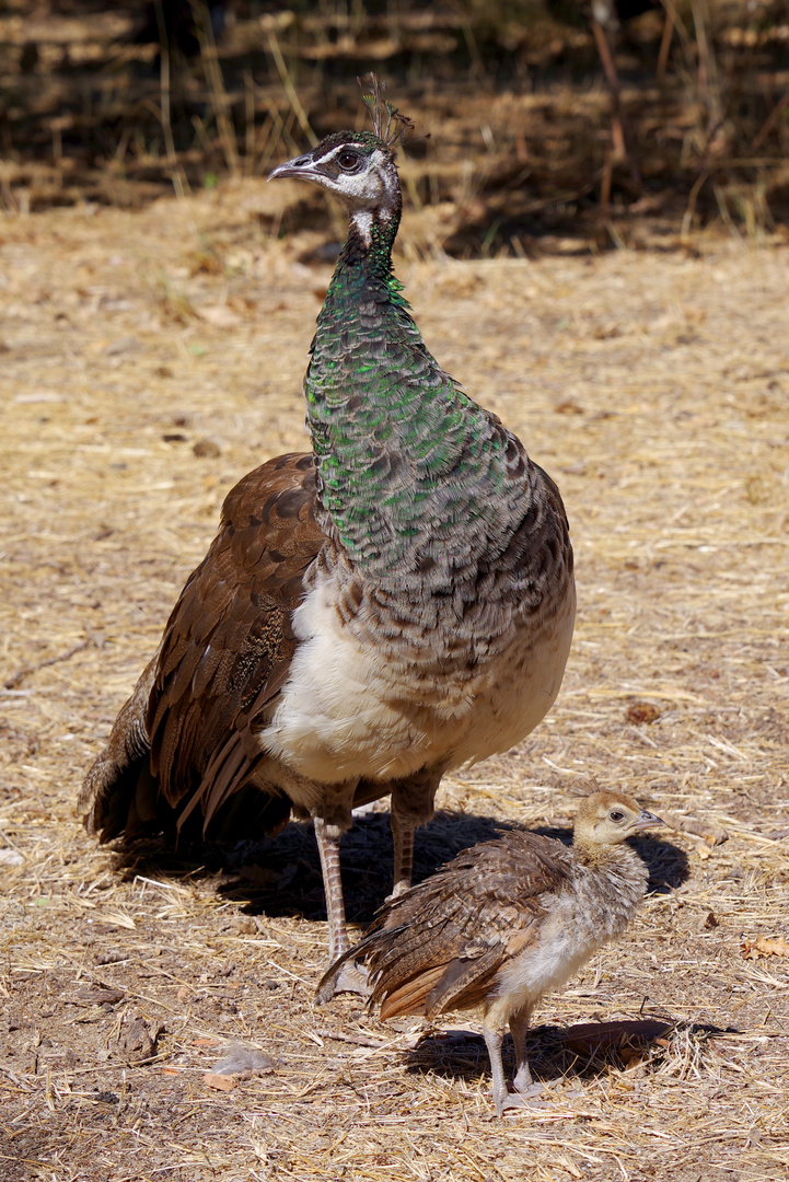 Mama Pfau