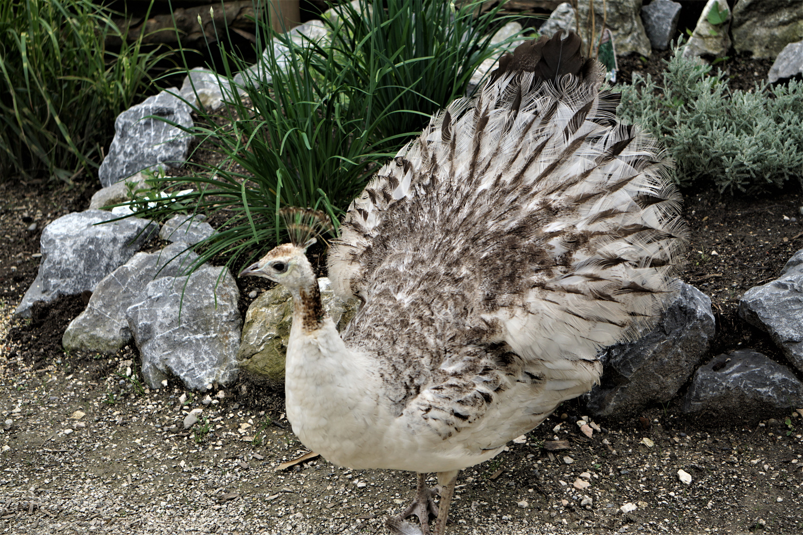 Mama Pfau