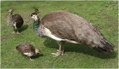 Mama Pfau und ihre Kinder