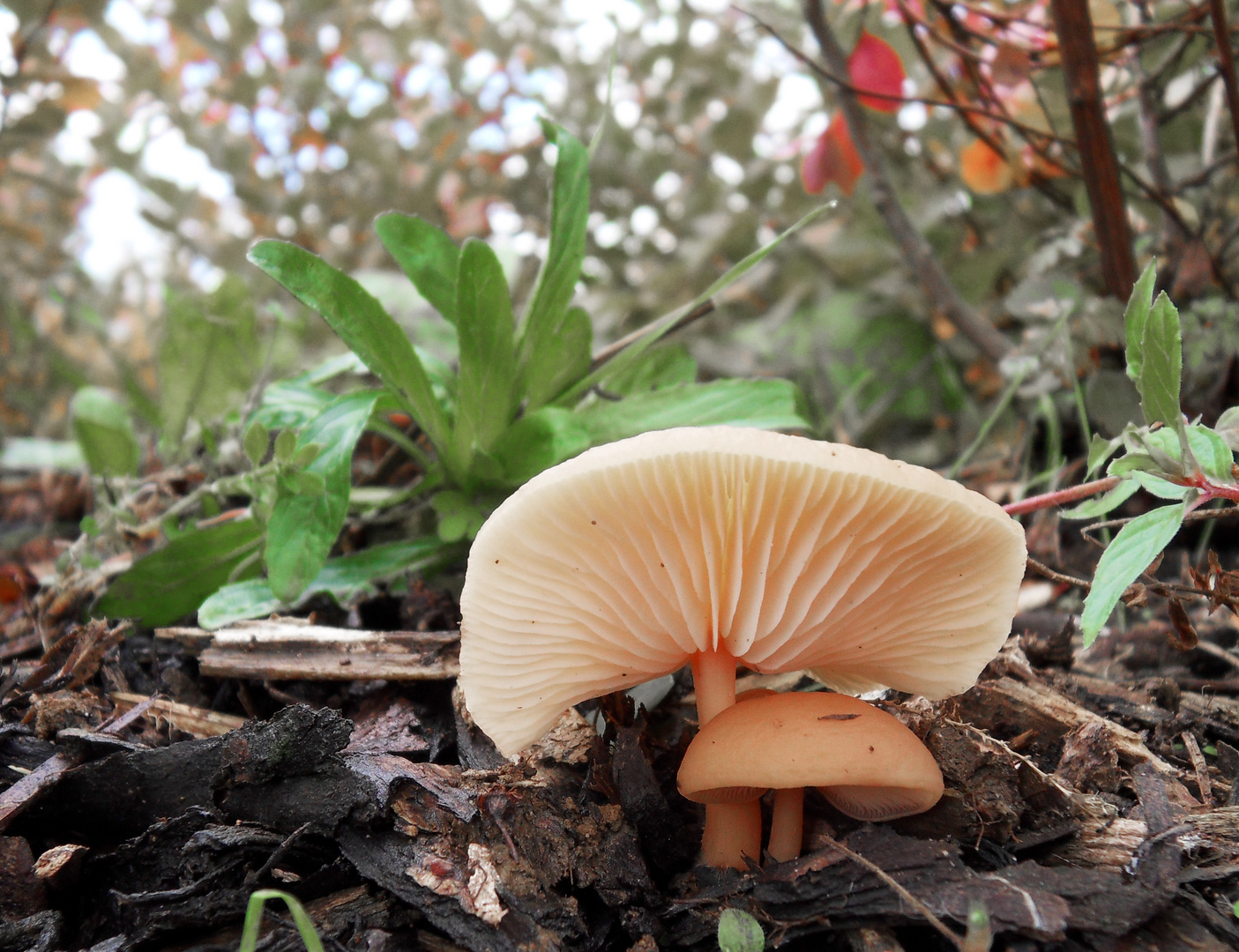 Mama Pilz und ihr Kind