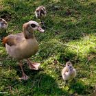 Mama präsentiert stolz ihren Nachwuchs