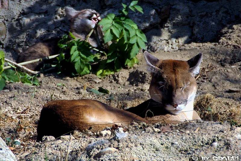 Mama Puma