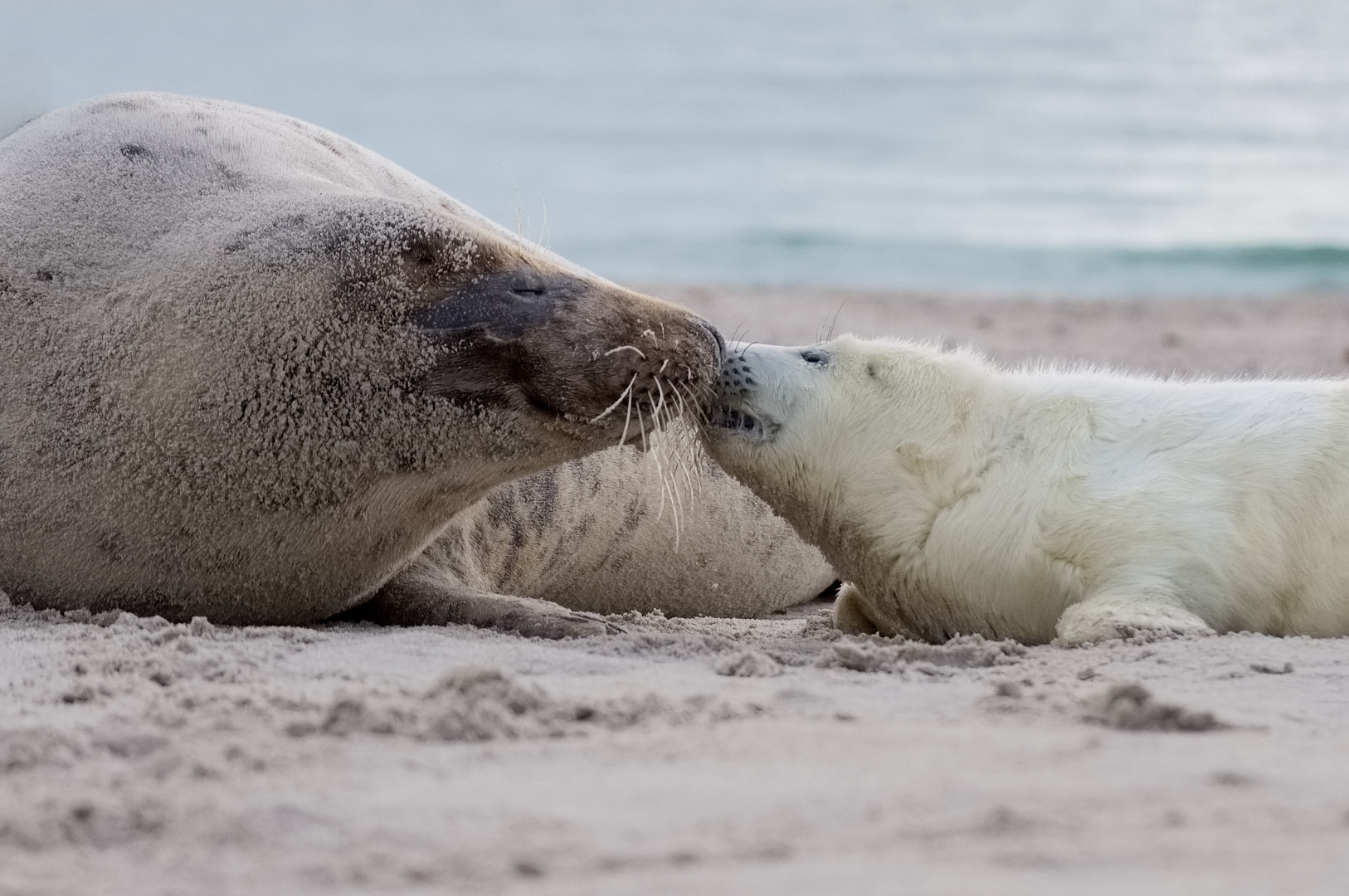 Mama Robbe mit Baby