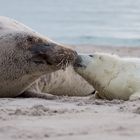 Mama Robbe mit Baby