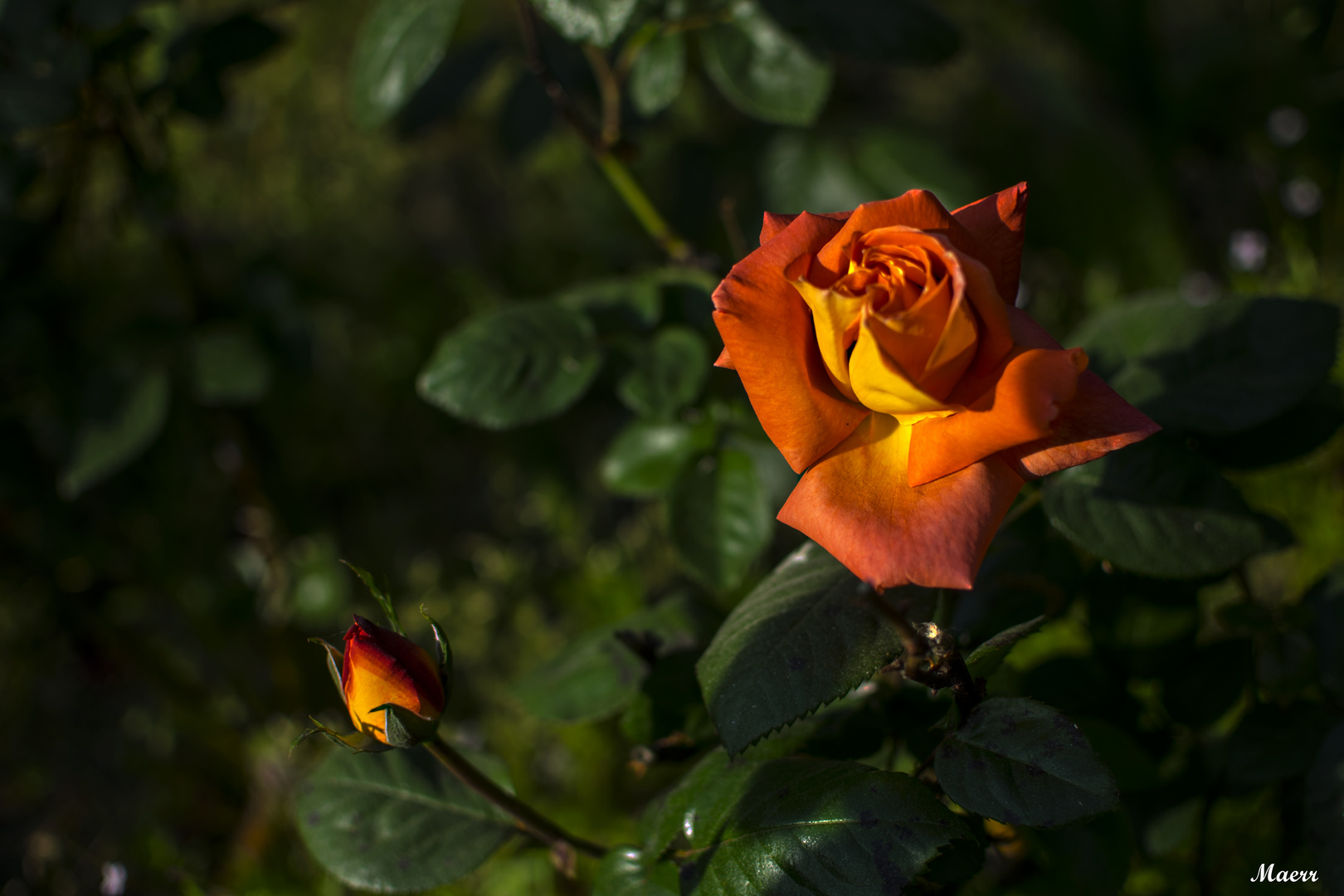 Mamá rosa y su pequeño