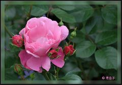 Mama Rose und die kleinen Knospen