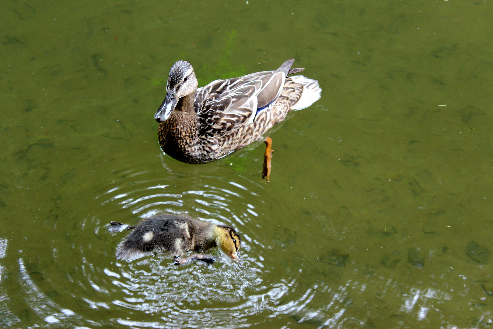 Mama sagt: ich soll