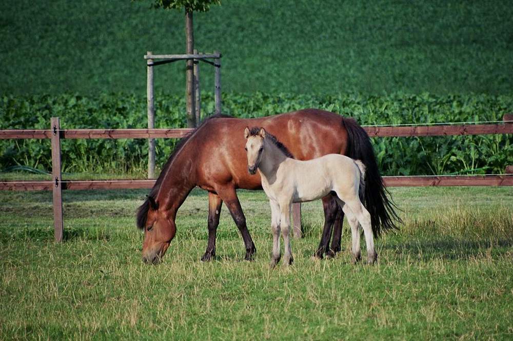 Mama schau mal der da am Zaun