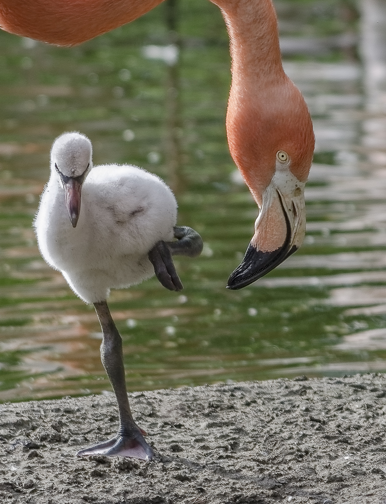 Mama schau mal ich kann schon so hoch !!!!