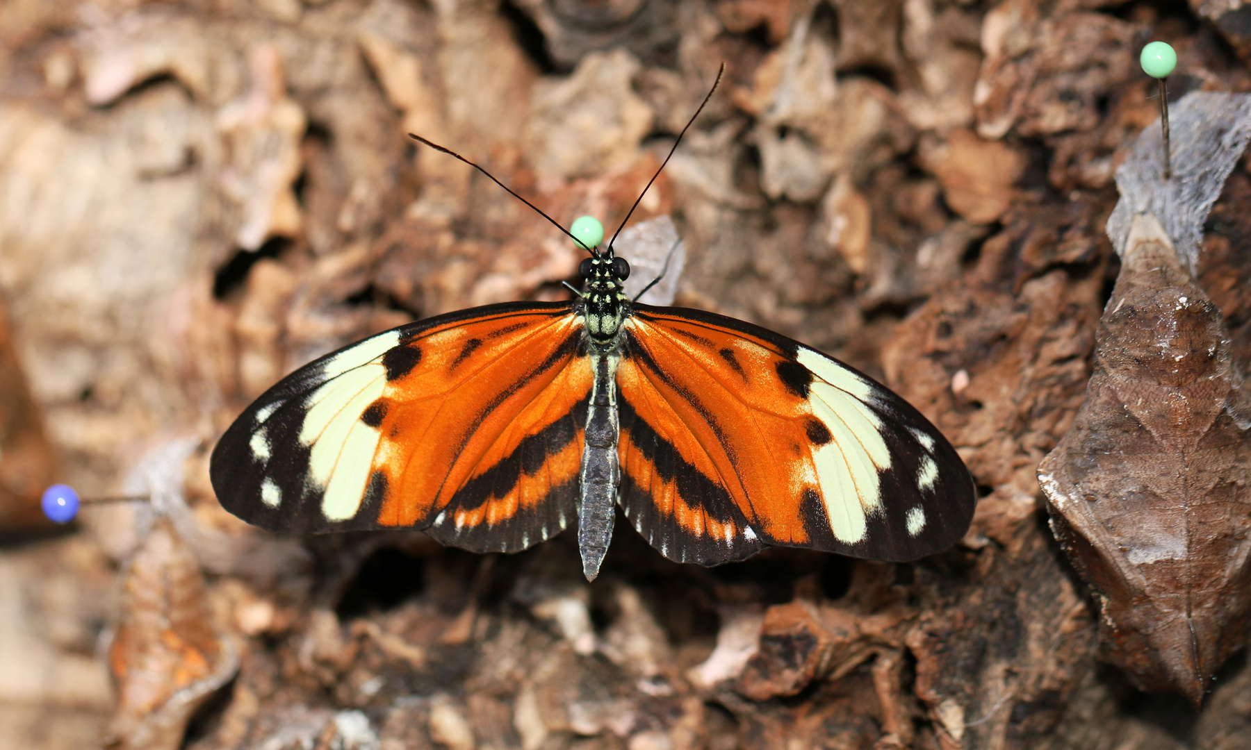 'Mama-Schmetterling' am Kinderbaum ;-)