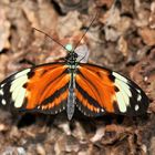 'Mama-Schmetterling' am Kinderbaum ;-)