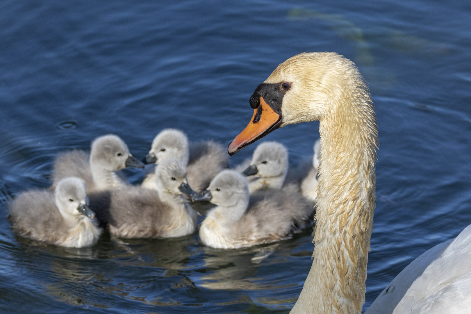 Mama Schwan mit ihrem Nachwuchs