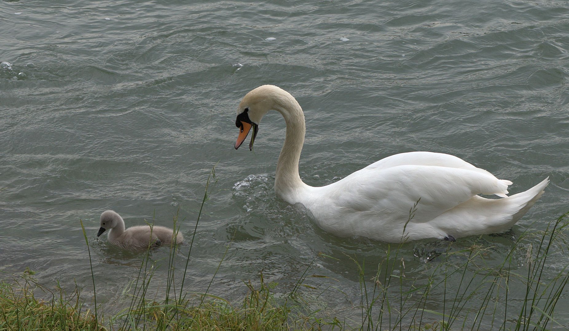 Mama Schwan schimpft mit ihrem Kind