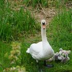 Mama Schwan und ihre Kinder