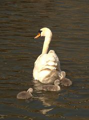 Mama Schwan und ihre Kinder