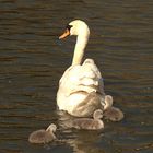 Mama Schwan und ihre Kinder