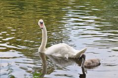 Mama Schwan und Tochter ..