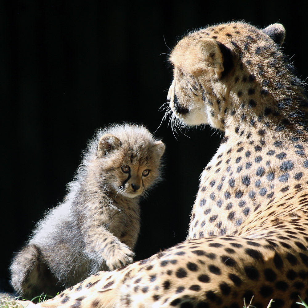 Mama, spiel mit mir