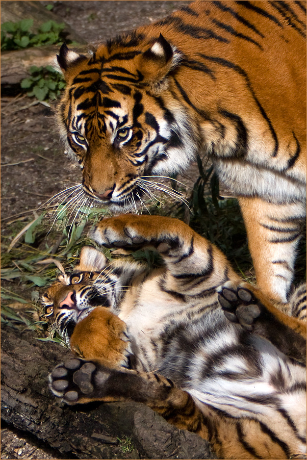 Mama, spiel mit mir ...