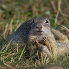 Mama, spiel mit mir! Ziesel, wildlife 