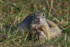 Mama, spiel mit mir! Ziesel, wildlife 