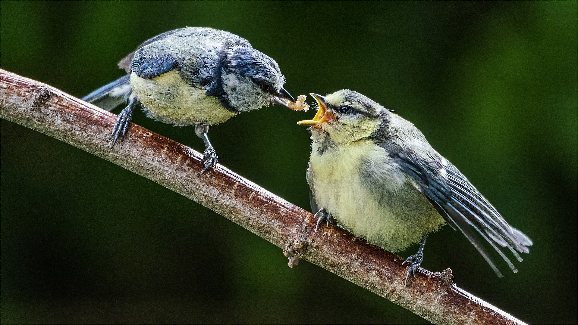 … Mama spielt den Pizzaboten …