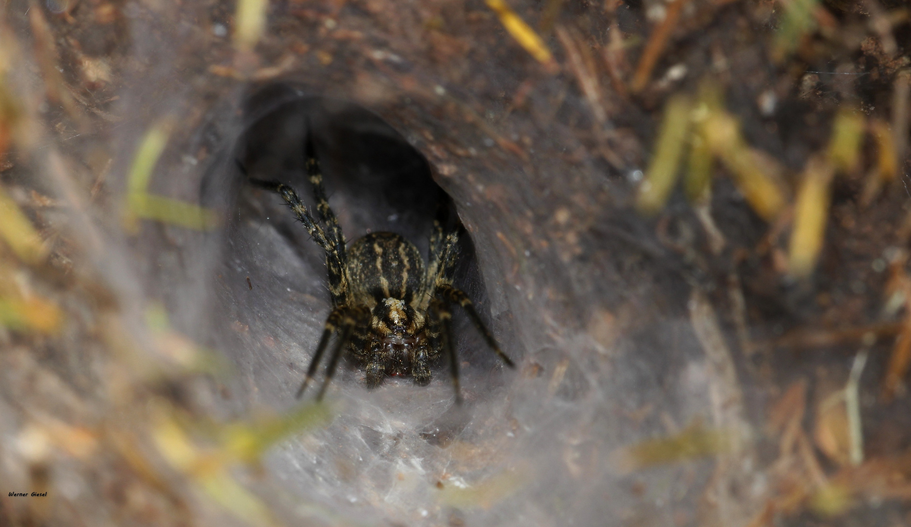 Mama spinne und ihre Kleinen