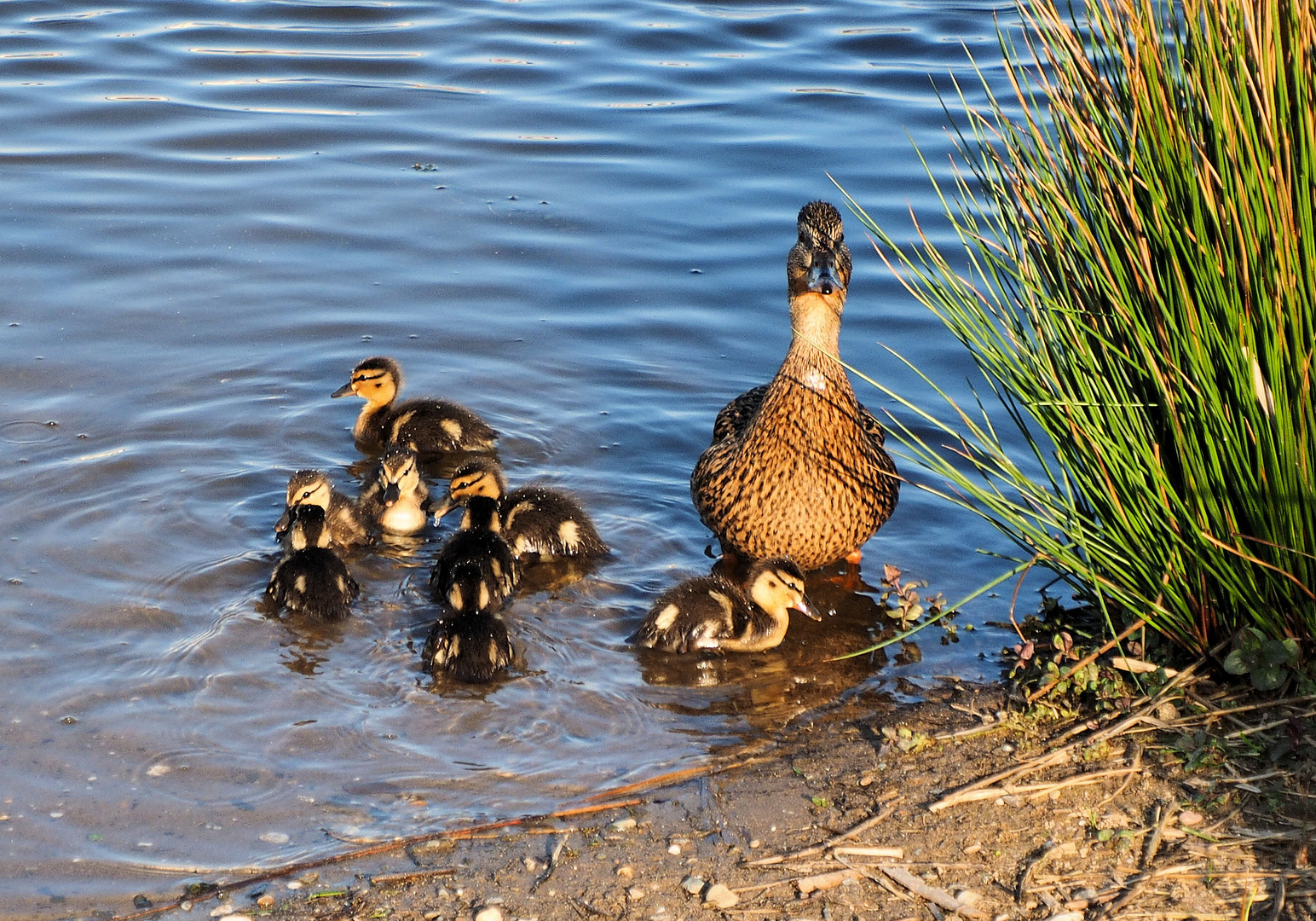 Mama steht wache … 