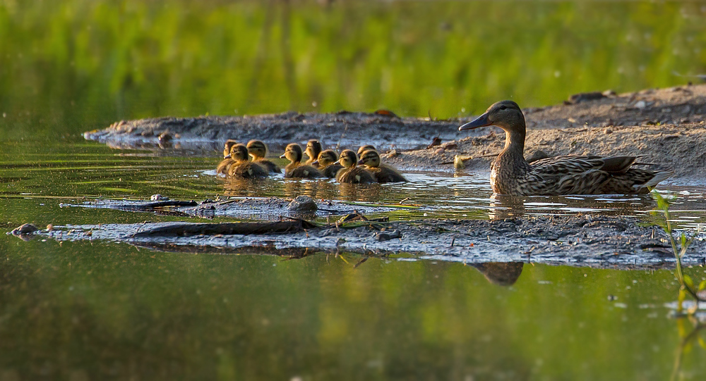 Mama Stockente mit ihren 9 Küken unterwegs