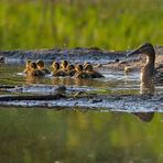 Mama Stockente mit ihren 9 Küken unterwegs