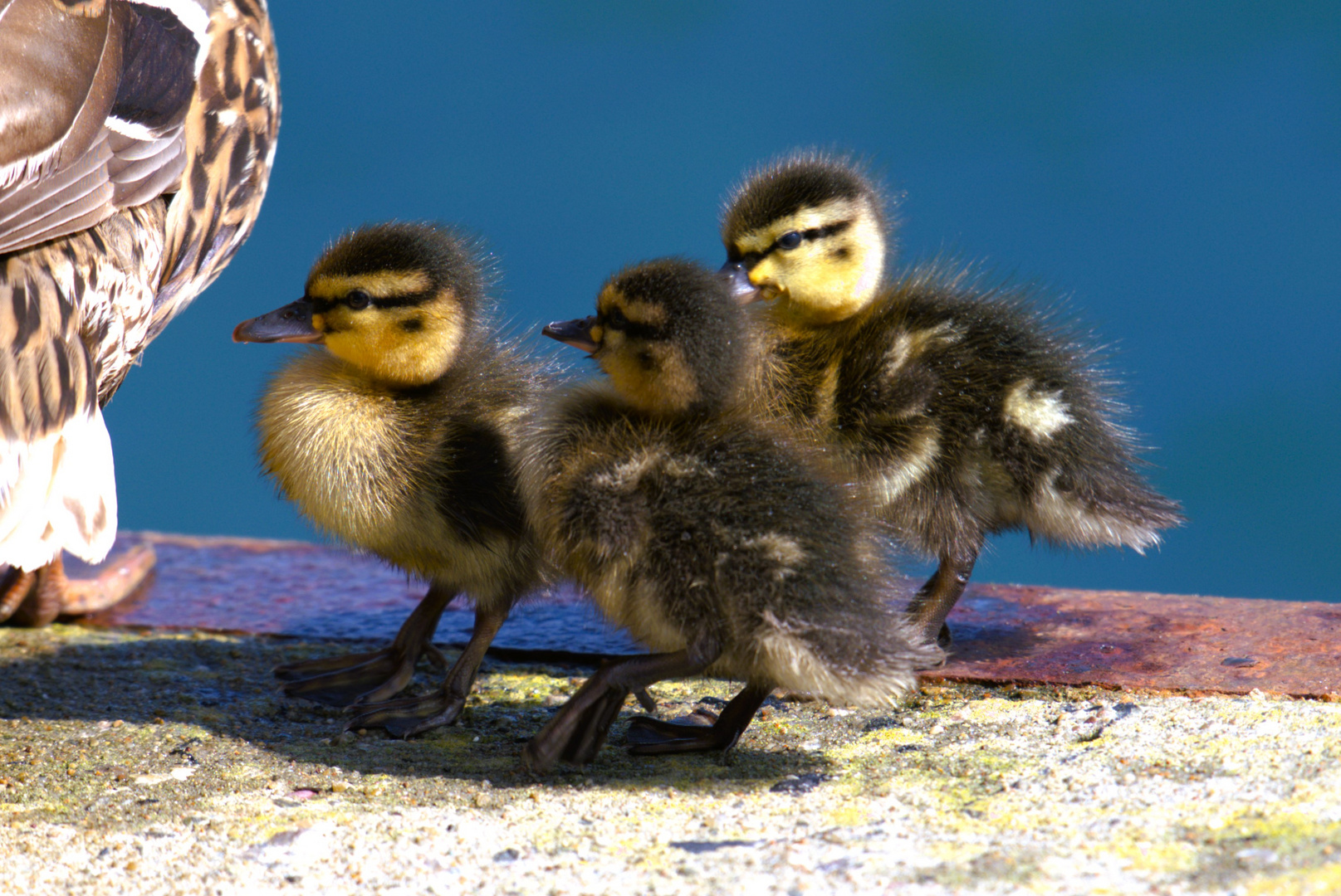 Mama Stockente mit Küken 2