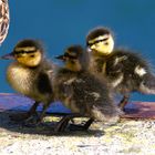 Mama Stockente mit Küken 2