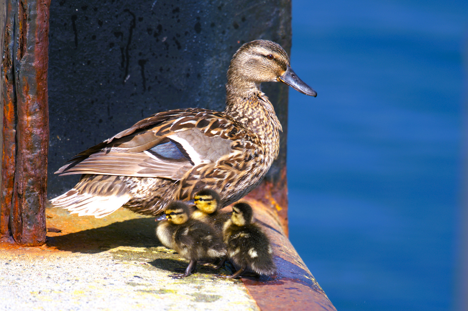 Mama Stockente mit Küken