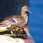 Mama Stockente mit Küken