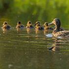 Mama Stockente und ihre Kids - aber wieviel? Suchbild