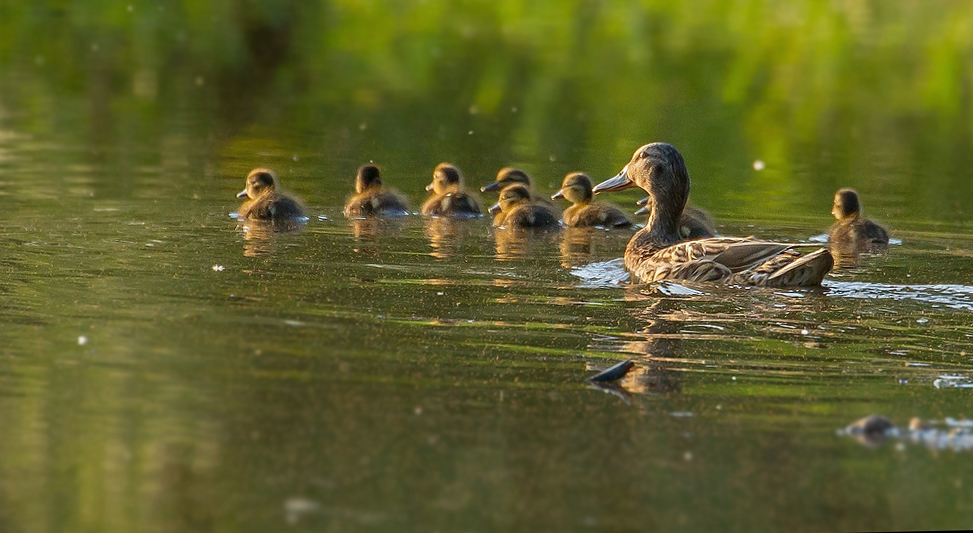 Mama Stockente und ihre Kids - aber wieviel? Suchbild