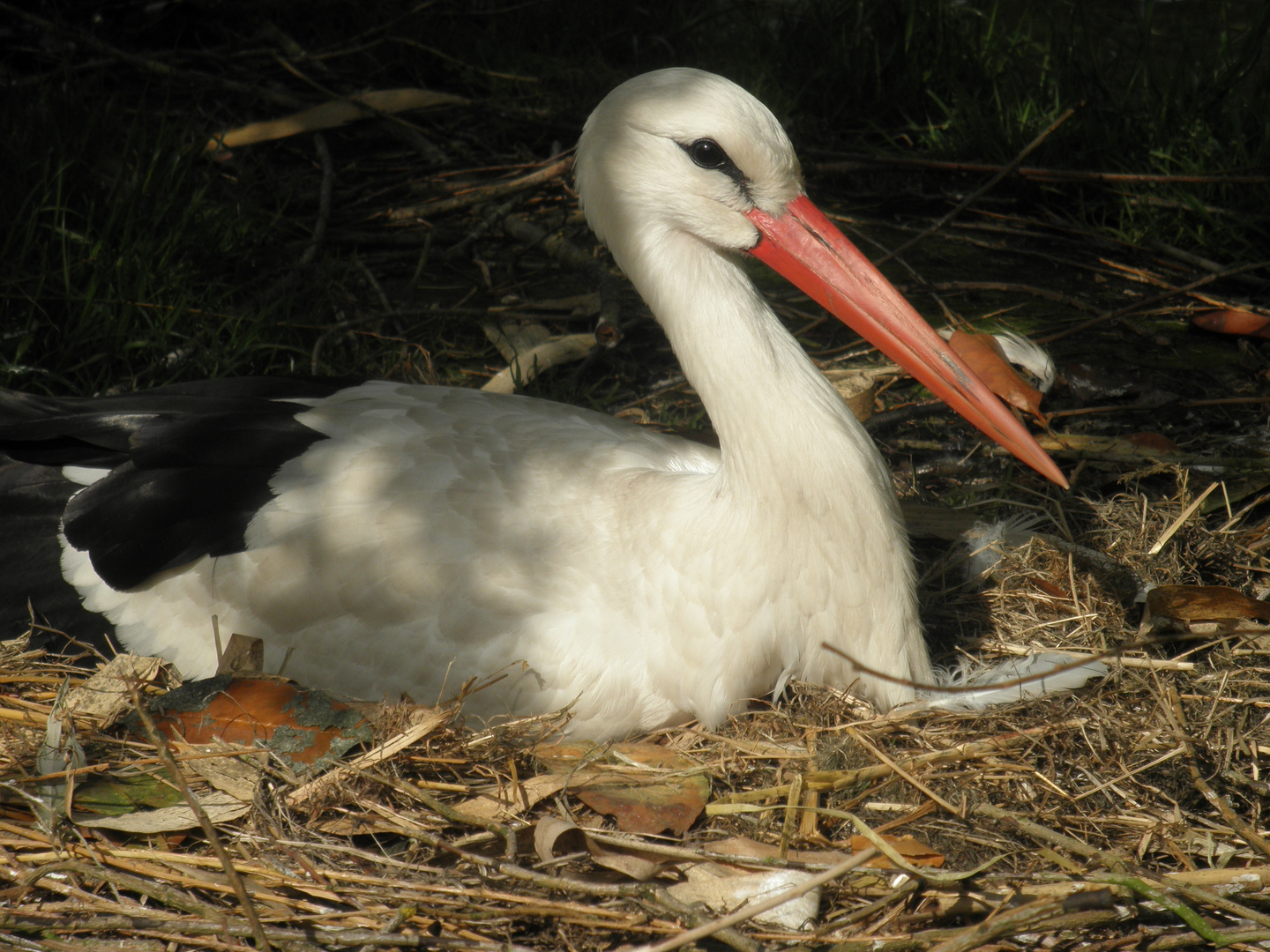 "Mama-Storch"