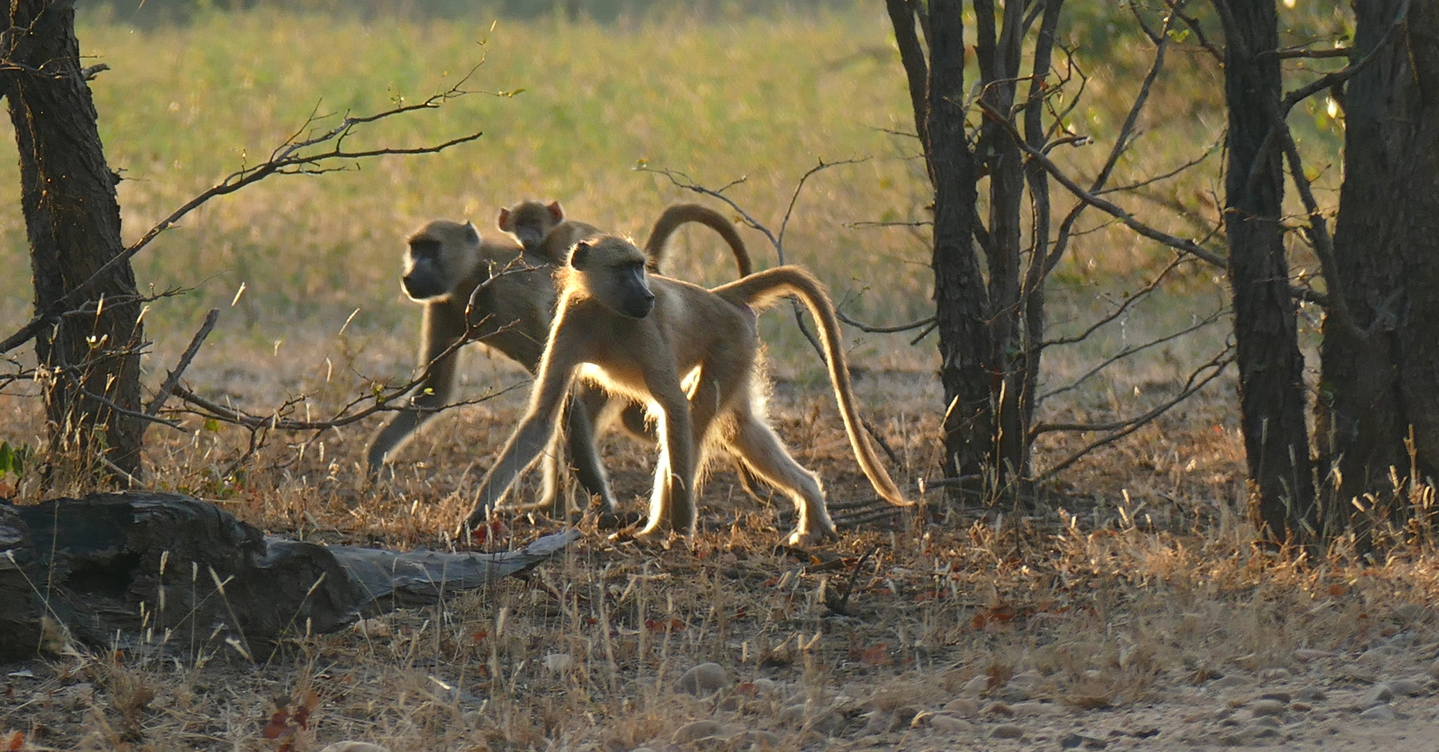 Mama Taxi Foto Bild Africa Southern Africa Sambia Bilder Auf Fotocommunity