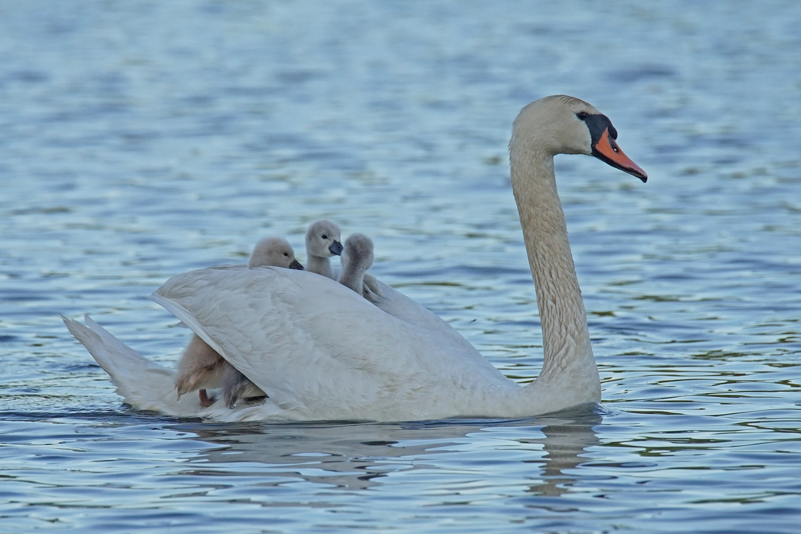 Mama-Taxi