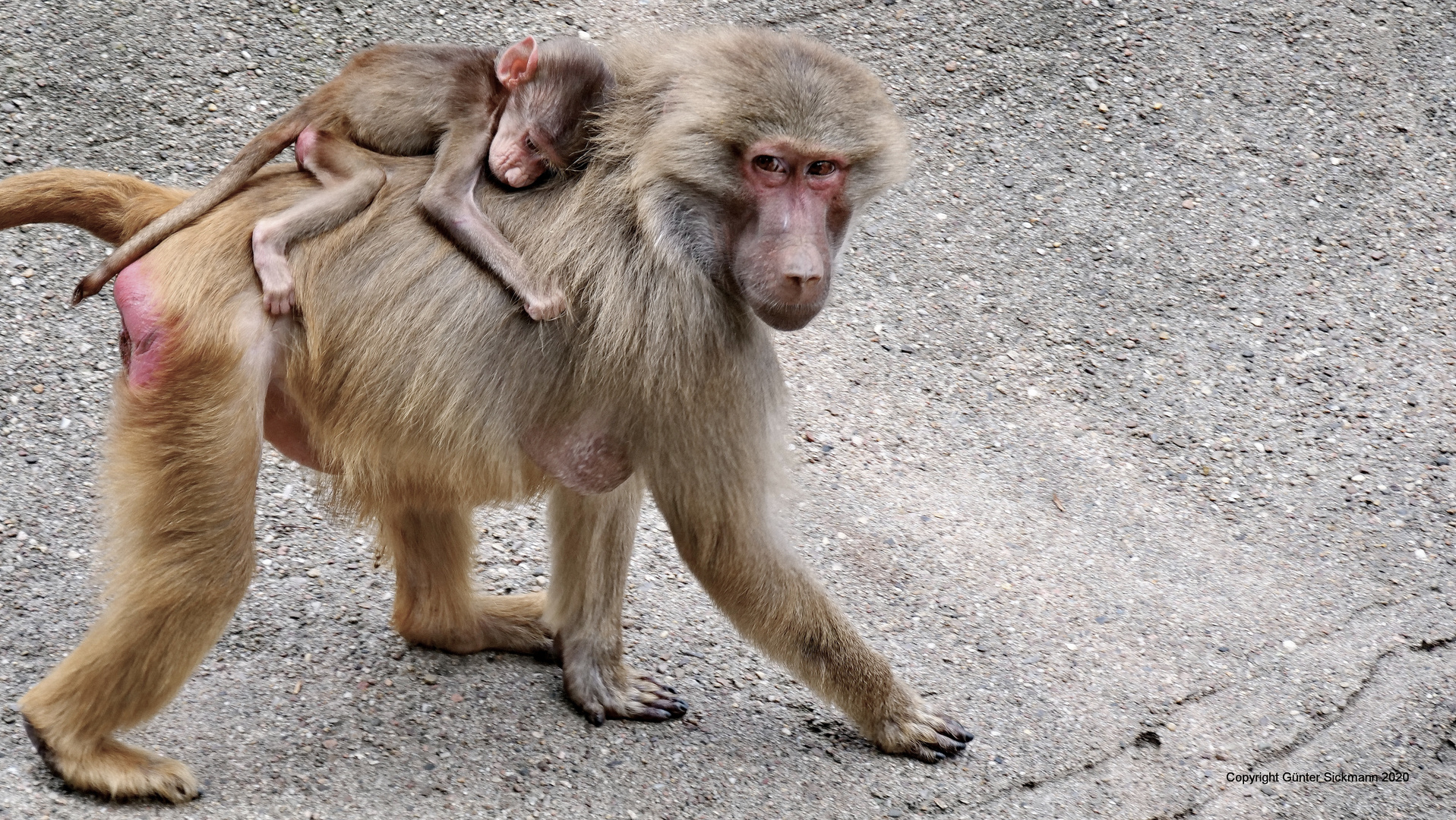 Mama Taxi Foto Bild Tiere Zoo Wildpark Falknerei Alles Mit Fell Bilder Auf Fotocommunity