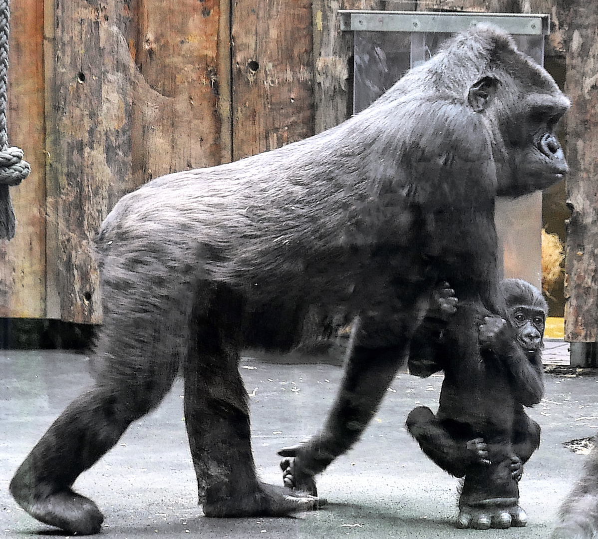 Mama Taxi Kato Foto Bild Tiere Zoo Wildpark Falknerei Saugetiere Bilder Auf Fotocommunity