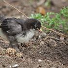 Mama Trude hat ein Würmchen