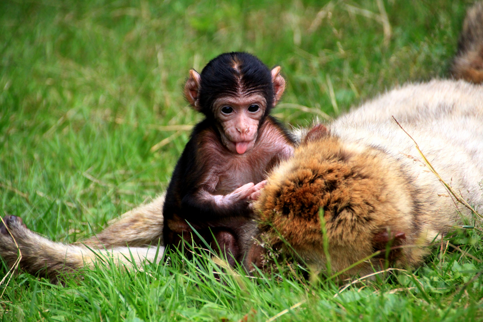 Mama und Baby Affe 2