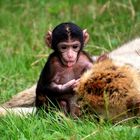 Mama und Baby Affe 2