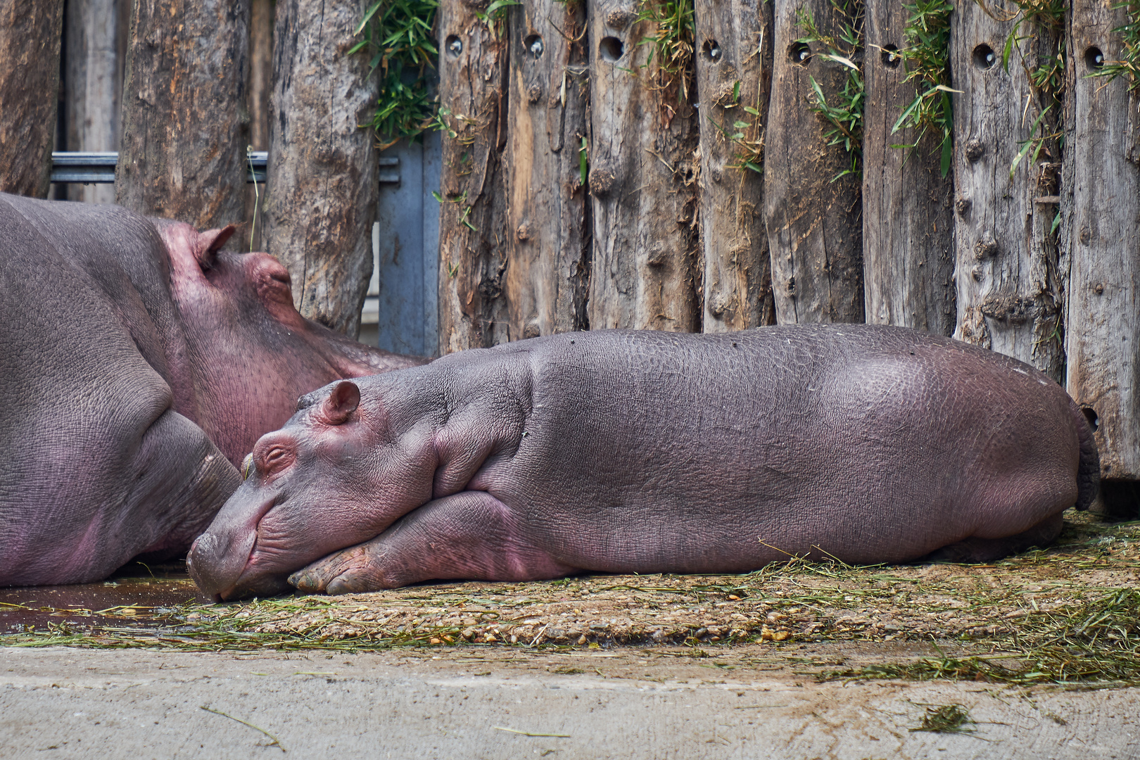 Mama und Baby Flusspferd